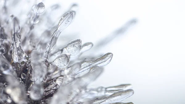 Picos de pennisetum en las heladas y el hielo. Primer plano — Foto de Stock