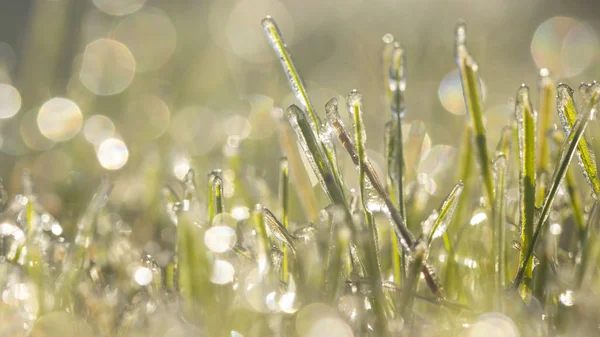 Lawn grass in ice, macro photo. Cooling concept. — Stock Photo, Image