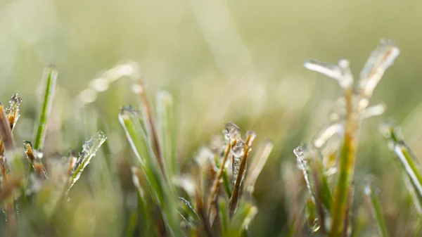 Ледяная трава, макрофото. Концепция охлаждения . — стоковое фото