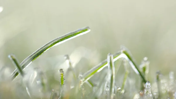 草坪草在冰上，宏观照片。 冷却概念. — 图库照片