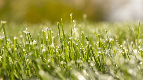 Pelouse dans la glace, macro photo. Concept de refroidissement . — Photo