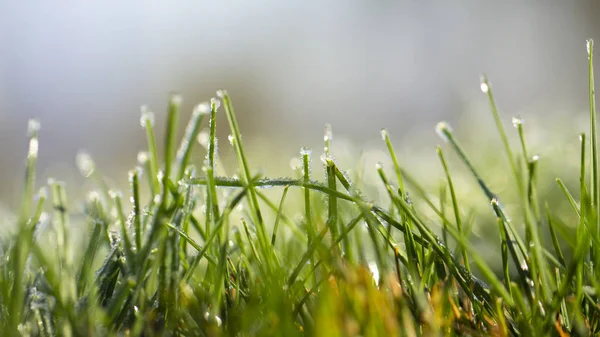 Lawn grass in ice, macro photo. Cooling concept. — Stock Photo, Image