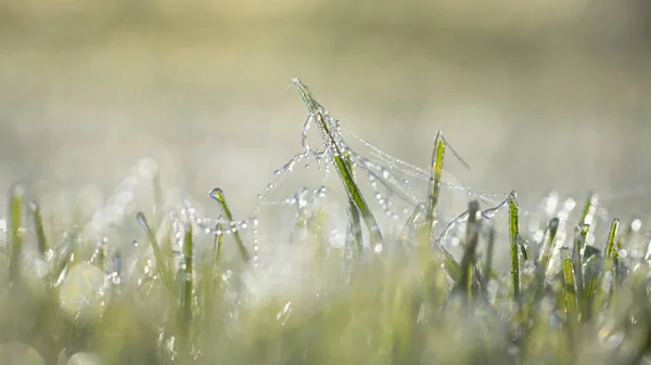 Trávník v ledu, makro foto. Koncept chlazení. — Stock fotografie