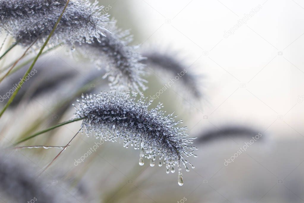 Spikes of pennisetum in hoarfrost and ice. Close-up