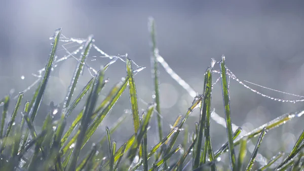 Павутинна павутина в калюжі на траві крупним планом — стокове фото