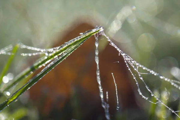 Teia de aranha em hoarfrost na grama fechar — Fotografia de Stock