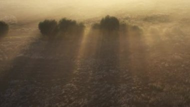 Sabahın erken saatlerinde bir yaz bulanık orman üzerinde uçan bir drone. Güneş ışınları sisi keser..