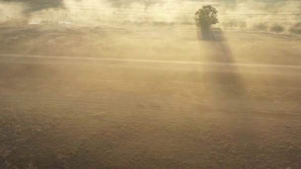 Een drone vliegt vroeg in de ochtend over een zomers wazig bos. De zonnen stralen snijden door de mist. — Stockvideo