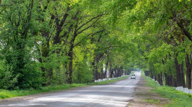 Asfalt yol ufukta yeşil ağaçlarla çevrili.