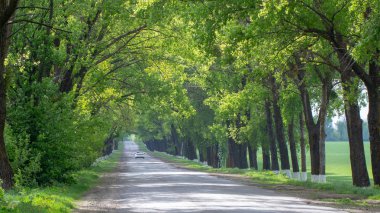 Asfalt yol ufukta yeşil ağaçlarla çevrili.