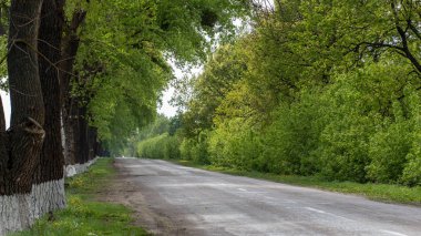 Asfalt yol ufukta yeşil ağaçlarla çevrili.