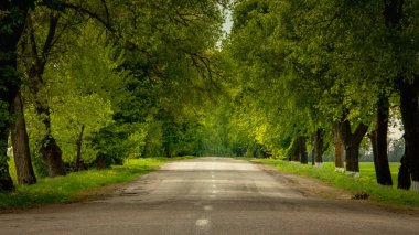 Asfalt yol ufukta yeşil ağaçlarla çevrili.