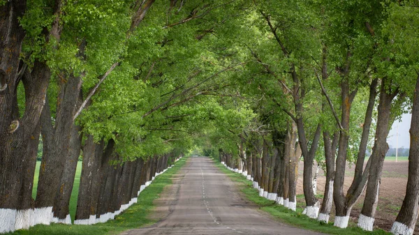 Strada asfaltata circondata su entrambi i lati da alberi verdi che raggiungono l'orizzonte — Foto Stock