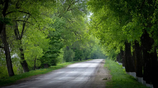 Strada asfaltata circondata su entrambi i lati da alberi verdi che raggiungono l'orizzonte — Foto Stock