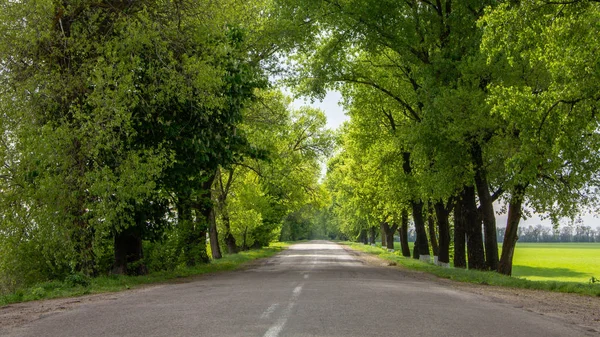 Асфальтована дорога, оточена з обох сторін зеленими деревами, що досягають горизонту — стокове фото