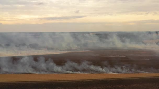 4k brand i ett majsfält efter skörden vy från drönaren — Stockvideo