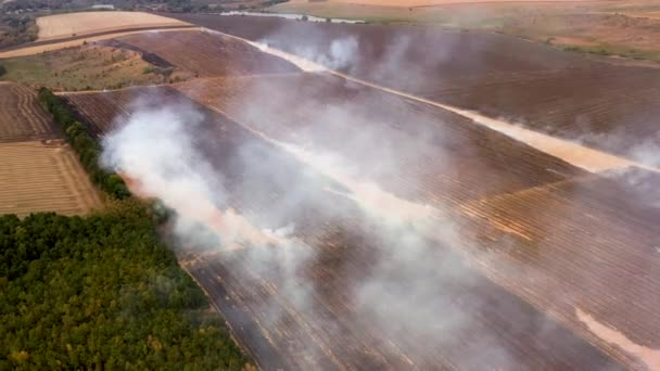 Fogo 4k em um campo de milho após a vista da colheita do drone — Vídeo de Stock