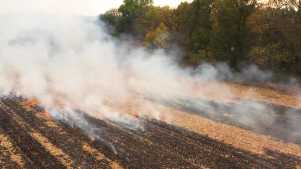 4k Φωτιά σε ένα Cornfield μετά τη συγκομιδή Θέα από το drone — Αρχείο Βίντεο