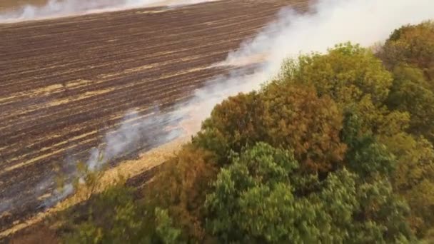 Feu 4k dans un champ de maïs après la récolte Vue du drone — Video