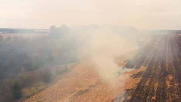 4k brand i ett majsfält efter skörden vy från drönaren — Stockvideo