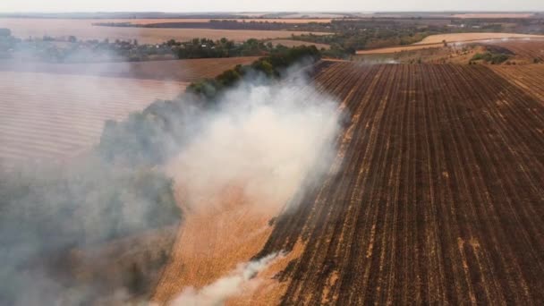 4k Fuego en un campo de maíz después de la cosecha Vista desde el dron — Vídeos de Stock