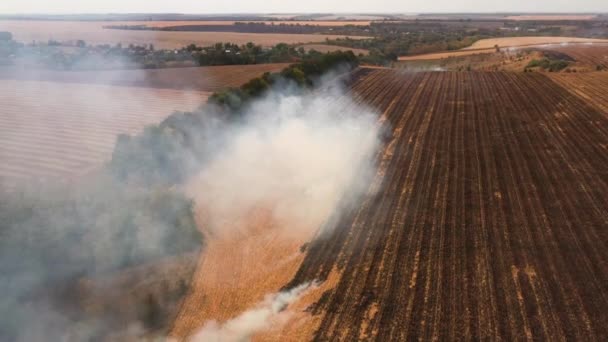 Fogo 4k em um campo de milho após a vista da colheita do drone — Vídeo de Stock