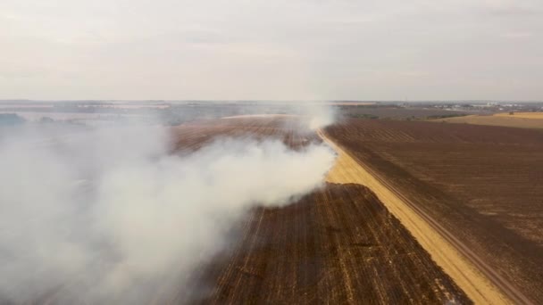 Fogo 4k em um campo de milho após a vista da colheita do drone — Vídeo de Stock