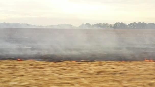Feu 4k dans un champ de maïs après la récolte Vue du drone 