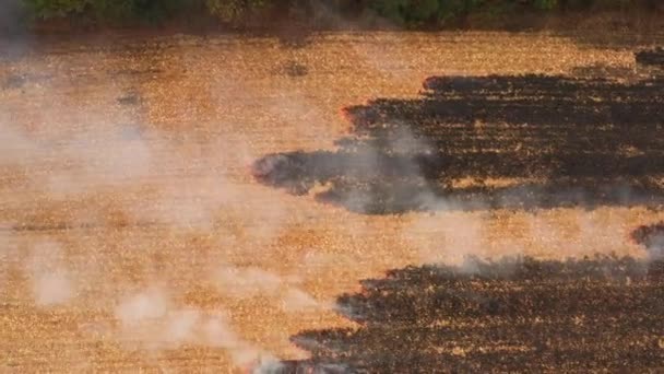 4k Fuego en un campo de maíz después de la cosecha Vista desde el dron — Vídeo de stock