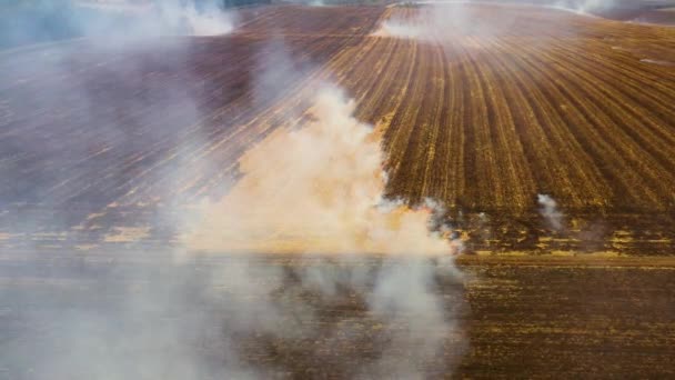 4k Fuoco in un campo di grano dopo la raccolta Vista dal drone — Video Stock