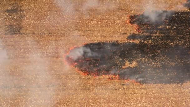 4k Pożar na polu kukurydzy po zbiorach Widok z drona — Wideo stockowe