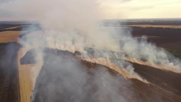 4k Fuego en un campo de maíz después de la cosecha Vista desde el dron — Vídeo de stock