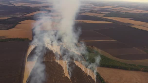 Fogo 4k em um campo de milho após a vista da colheita do drone — Vídeo de Stock