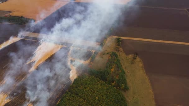 4k Tűz a kukoricásban az aratás után Kilátás a drónról — Stock videók