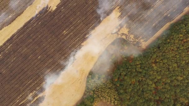 4k vuur in een maïsveld na de oogst uitzicht vanaf de drone — Stockvideo
