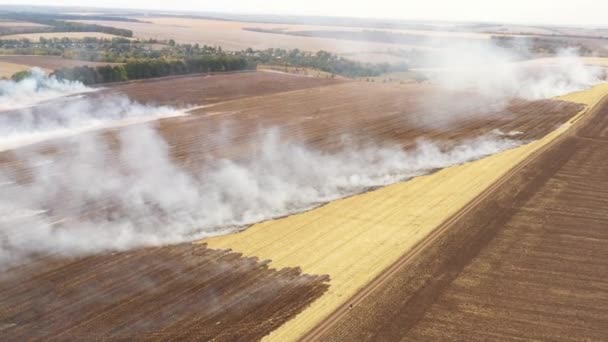 4k Fire In A Cornfield After The Harvest View from the drone — Stock Video