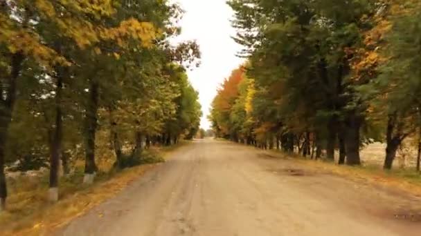 Асфальтовая дорога в осеннем лесу, медленный, плавный полет дрона. Асфальтовая дорога в осеннем лесу, медленный, плавный полет дрона. Желтые листья лижут по обе стороны дороги. . — стоковое видео