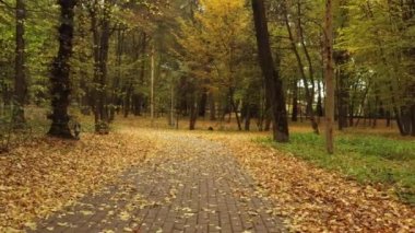Sonbahar ormanlarında asfalt yol, yavaş, pürüzsüz insansız hava aracı uçuşu. Sonbahar ormanlarında asfalt yol, yavaş, pürüzsüz insansız hava aracı uçuşu. Sarı yapraklar yolun iki tarafını da yalıyor..