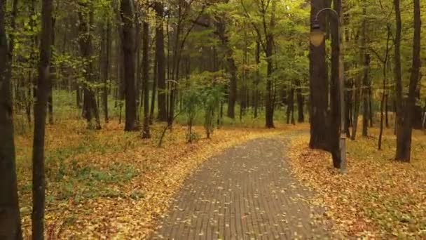 Route asphaltée en forêt d'automne, vol lent et sans encombre des drones. Route asphaltée en forêt d'automne, vol lent et sans encombre des drones. Les feuilles jaunes lèchent de chaque côté de la route .