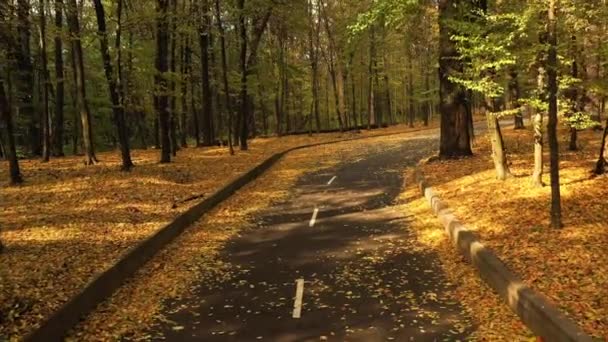Strada asfaltata nella foresta autunnale, volo lento e regolare dei droni. Strada asfaltata nella foresta autunnale, volo lento e regolare dei droni. foglie gialle leccare entrambi i lati della strada . — Video Stock