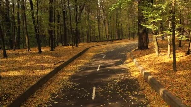 Camino de asfalto en bosque otoñal, vuelo lento y suave con drones. Camino de asfalto en bosque otoñal, vuelo lento y suave con drones. hojas amarillas lamer a cada lado de la carretera . — Vídeo de stock