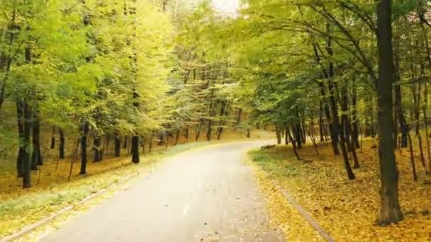 Camino de asfalto en bosque otoñal, vuelo lento y suave con drones. Camino de asfalto en bosque otoñal, vuelo lento y suave con drones. hojas amarillas lamer a cada lado de la carretera . — Vídeo de stock