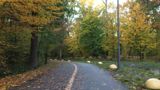 Asfaltweg in het herfstbos, langzame, gladde drone vlucht. Asfaltweg in het herfstbos, langzame, gladde drone vlucht. Gele bladeren likken aan weerszijden van de weg. — Stockvideo