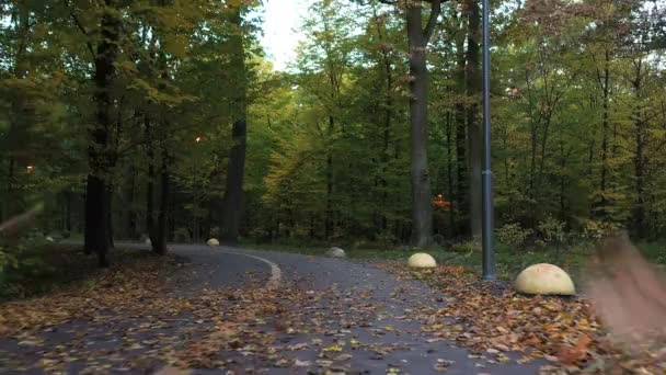 Strada asfaltata nella foresta autunnale, volo lento e regolare dei droni. Strada asfaltata nella foresta autunnale, volo lento e regolare dei droni. foglie gialle leccare entrambi i lati della strada . — Video Stock