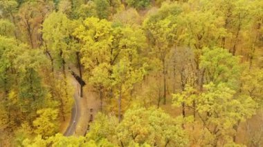 Güzel sonbahar ağaçları, kırmızı sarı ve yeşil. Sonbahar ormanlarında İHA 'nın yavaş uçuşu.