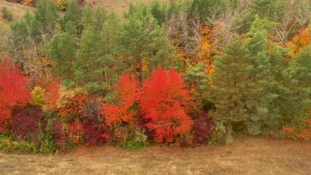 아름다운 단풍 나무와 붉은 빛 과 녹색의 나무가 있도다. 가을 숲을 가로지르는 드론의 느린 비행. — 비디오