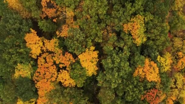 Krásné podzimní stromy, červené žluté a zelené. Pomalý let dronu podzimním lesem. — Stock video