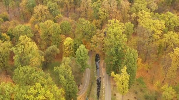 Gyönyörű őszi fák, piros sárga és zöld. A drón lassú repülése az őszi erdőben. — Stock videók