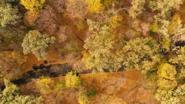 Bellissimi alberi autunnali, rossi gialli e verdi. Lento volo del drone sulla foresta autunnale . — Video Stock