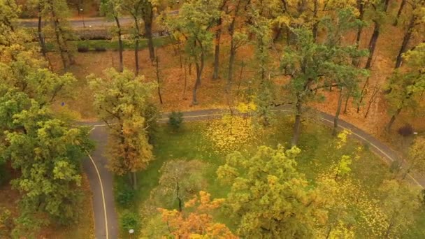 Vackra höstträd, rött gult och grönt. Långsam flygning av drönare över höstskogen. — Stockvideo